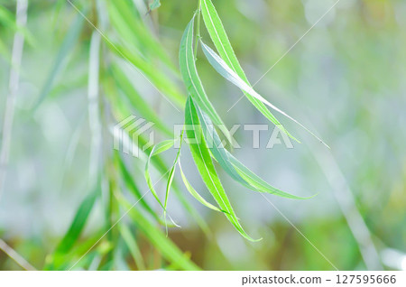 Salix babylonica var or pekinensis or Pendula or Weeping Willow or Salix babylonica L, SALICACEAE 127595666