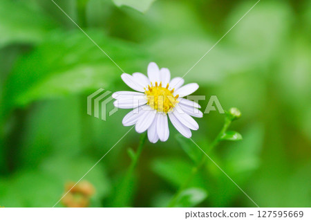 Daisy ,white daisy or English daisy or Thymophylia Tenuiloba or Dahlberg Daisy or Gold Carpet or Gloden Fleece Daisy ,white daisy or English daisy or Thymophylia Tenuiloba or Dahlberg Daisy or Gold Carpet or Gloden Fleece 127595669