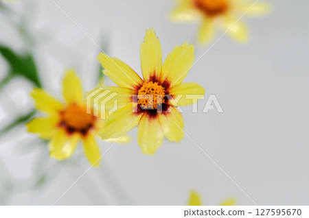 Coreopsis basalis, Asteraceae or Coreopsis or Coreopsis lanceolata or Coreopsis tinctoria Nutt or Plains Coreopsis or Plains Tickseed or yellow flower 127595670
