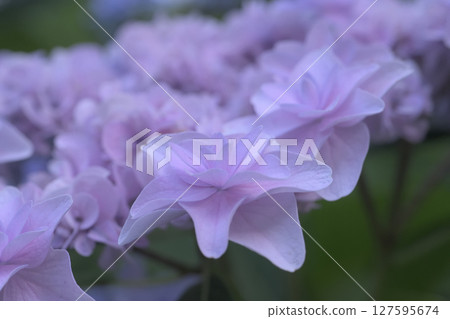 The rainy season is the season when hydrangeas shine. 127595674