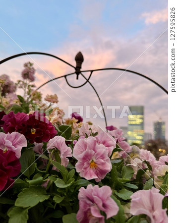 A pink sunset seen through a pot of pansies and snapdragons A pink sunset seen through a pot of pansies and snapdragons 127595826