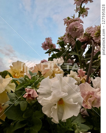 The evening sky seen through the flowers The evening sky seen through the flowers 127595828