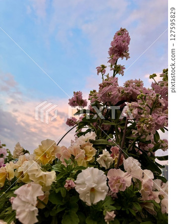 The evening sky seen through the flowers The evening sky seen through the flowers 127595829