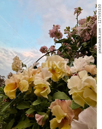 The evening sky seen through a pot of pansies and snapdragons The evening sky seen through a pot of pansies and snapdragons 127595830