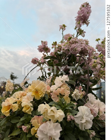 The evening sky seen through a pot of pansies and snapdragons The evening sky seen through a pot of pansies and snapdragons 127595832