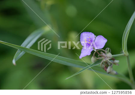 Tradescantia 01 Tradescantia 01 127595856