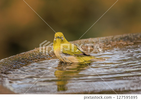 A Japanese white-eye suddenly glances at the camera while bathing 127595895