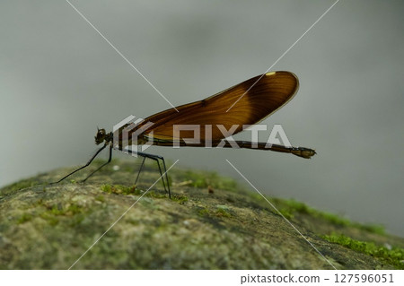 Miyama Kawatombo Miyama Kawatombo 127596051