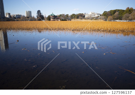 上野的風景 127596137