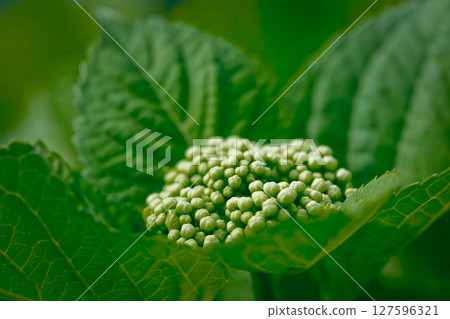 Hydrangea still bud 127596321