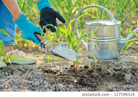 Close up of mineral fertilizers in hands, fertilizing corn plants Close up of mineral fertilizers in hands, fertilizing corn plants 127596328