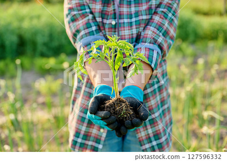 Tomato seedlings in hands of gardener, outdoor backyard vegetable garden farm Tomato seedlings in hands of gardener, outdoor backyard vegetable garden farm 127596332