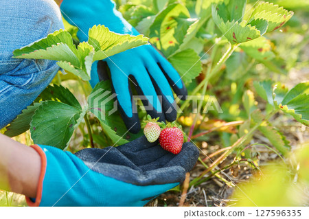 Organic strawberry plant in garden bed, berries turning red 127596335