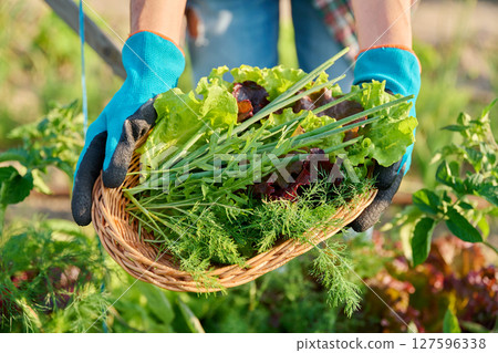 Close-up of green herbs harvest in wicker plate in woman hands, outdoor Close-up of green herbs harvest in wicker plate in woman hands, outdoor 127596338