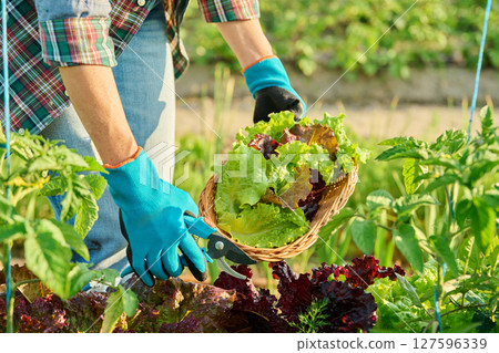 Close up of hands with garden shears cutting lettuce leaves crop 127596339