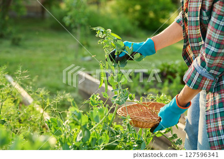 Growing green peas, close up of gardener's hands holding pea plant in raised garden bed 127596341