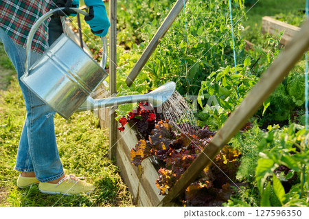 Gardener with watering can watering tomato plants lettuce leaves Gardener with watering can watering tomato plants lettuce leaves 127596350