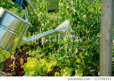 Close-up of watering can in hands watering green pea plants lettuce leaves 127596351