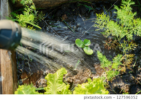 Watering plant seedling cucumber on raised garden bed with hose Watering plant seedling cucumber on raised garden bed with hose 127596352