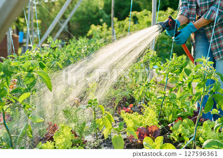 Close up of hand with hose watering plants of vegetables and herbs on raised garden bed 127596361