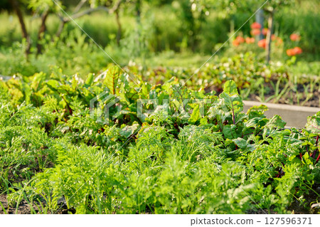 Vegetable garden in wooden raised beds, vegetables and herbs in summer sunset light Vegetable garden in wooden raised beds, vegetables and herbs in summer sunset light 127596371