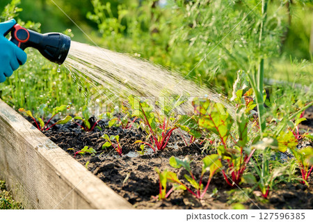Close up of hand with hose watering beet plants on raised garden bed Close up of hand with hose watering beet plants on raised garden bed 127596385