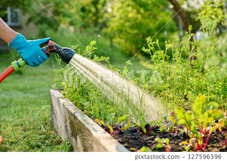 Close up of hand with hose watering onion herbs beet plants on raised garden bed Close up of hand with hose watering onion herbs beet plants on raised garden bed 127596396