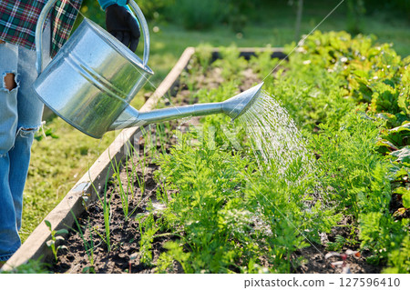 Close-up of watering can in hands watering carrot plants 127596410