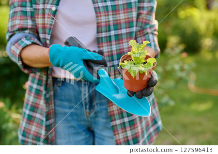 Close-up of lettuce leaf seedling in pot in hands of gardener, outdoors in vegetable garden 127596413