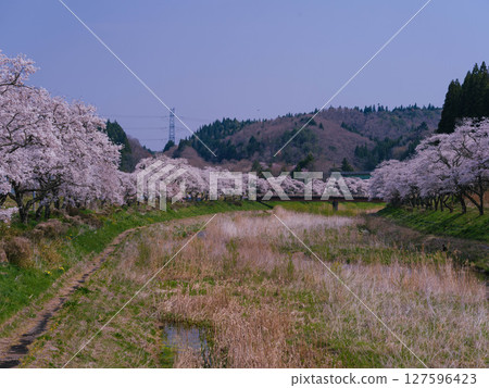 [Fukushima] Natsui Senbonzakura in full bloom_06 127596423