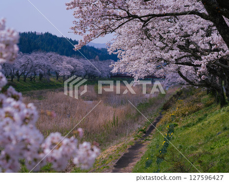 [Fukushima] Natsui Senbonzakura in full bloom_11 127596427