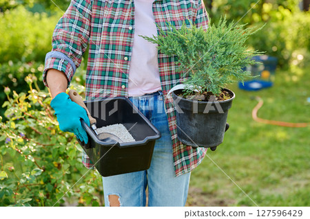Plant Juniperus in pot in hands of gardener and mineral fertilizers for coniferous plants 127596429