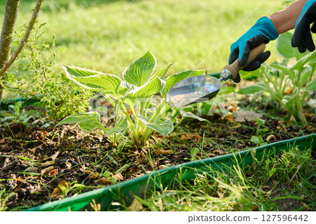 Close-up of hands with mineral fertilizers in garden on flower bed with green bushes 127596442