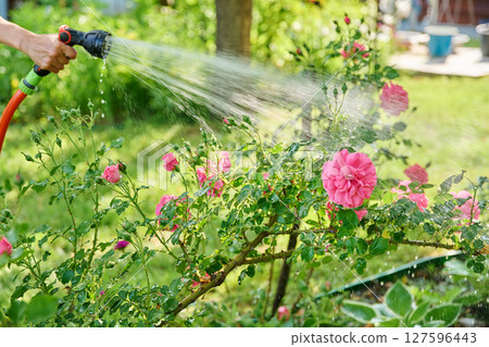 Close up of hose watering rose flower bed in backyard 127596443