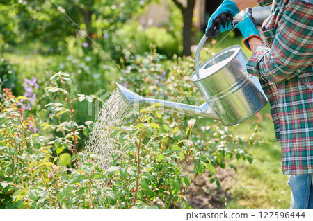 Woman with watering can watering rose flower bed in backyard 127596444