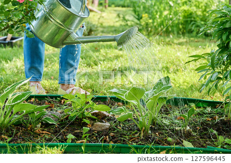 Woman with watering can watering plants in backyard garden, bushes Hydrangea Hosta Woman with watering can watering plants in backyard garden, bushes Hydrangea Hosta 127596445
