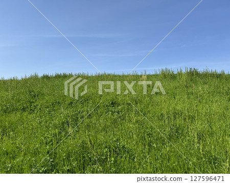 Fresh green leaves and blue skies 127596471
