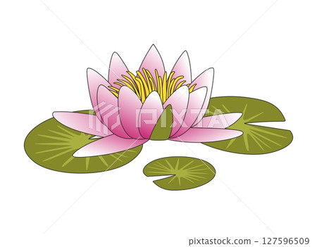 Colorful water lily illustration. Pink flower or lotus with leaf's in cartoon style. Plants, nature, home interior concept Colorful water lily illustration. Pink flower or lotus with leaf's in cartoon style. Plants, nature, home interior concept 127596509