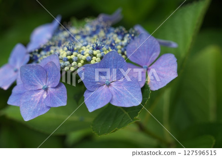 Amabiki Kannon Hydrangea Festival Amabiki Kannon Hydrangea Festival 127596515