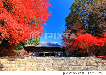 [Kyoto Prefecture] Autumn leaves on the approach to Jingoji Temple, Mount Takao (Kondo) 127596755