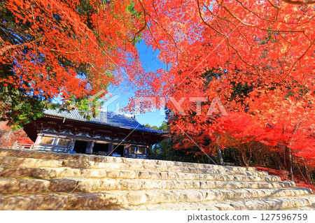 [Kyoto Prefecture] Autumn leaves on the approach to Jingoji Temple, Mount Takao (Kondo) 127596759