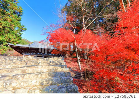 [Kyoto Prefecture] Autumn leaves on the approach to Jingoji Temple, Mount Takao (Kondo) 127596761