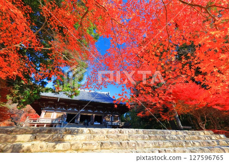 [Kyoto Prefecture] Autumn leaves on the approach to Jingoji Temple, Mount Takao (Kondo) 127596765