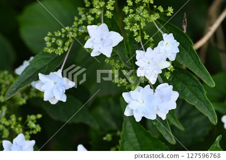 Hydrangea flowers blooming in a neighbor's garden Hydrangea flowers blooming in a neighbor's garden 127596768