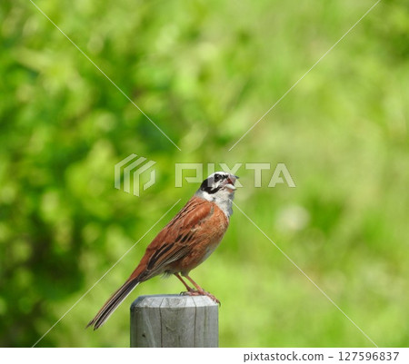 The beautiful brown body of the "Great White-throated Sparrow" 127596837