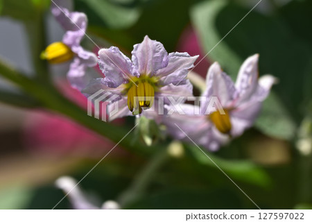 美麗的淡紫色茄子花 美麗的淡紫色茄子花 127597022