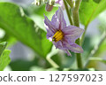 Beautiful pale purple eggplant flowers 127597023
