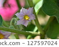 Beautiful pale purple eggplant flowers 127597024