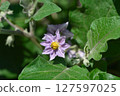 Beautiful pale purple eggplant flowers 127597025