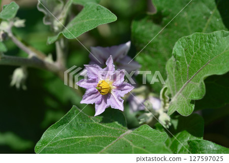 Beautiful pale purple eggplant flowers 127597025